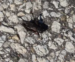 Allard's Ground Cricket thumbnail 4