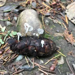 Fir-Cone Mushroom thumbnail 3