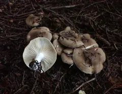 Hygrophorus agathosmoides thumbnail 2