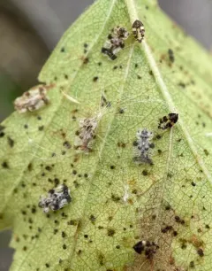 Alder Lacebug thumbnail 3