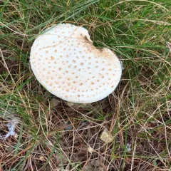 Coker's amanita thumbnail 3