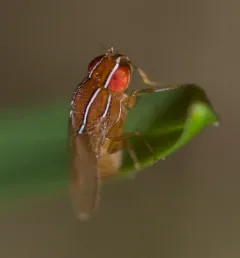 African Fig Fly thumbnail 1