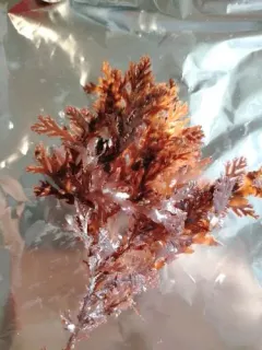 Odonthalia dentata thumbnail 1