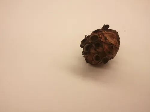 Piceomphale bulgarioides