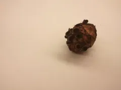 Piceomphale bulgarioides thumbnail 1