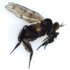 Empis clausa thumbnail 2