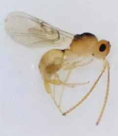 Ismarus dorsiger thumbnail 1