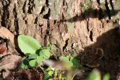 Coelichneumon navus thumbnail 3