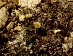 Taprooted Fleabane thumbnail 4