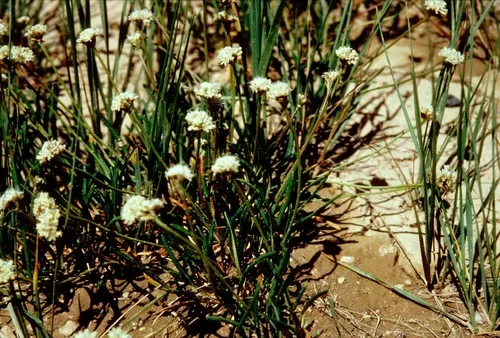 Dropleaf Buckwheat
