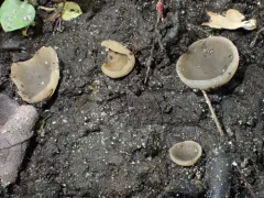 Yellowing cup thumbnail 3