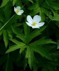 meadow anemone thumbnail 3
