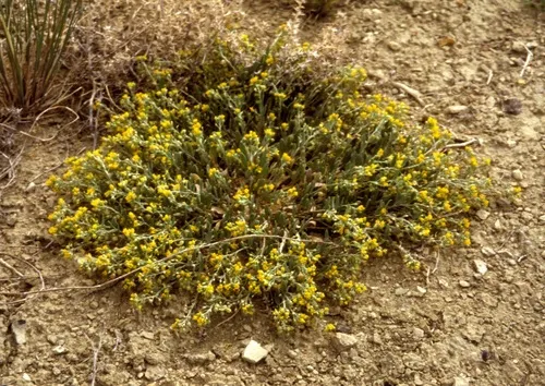 Largefruit Bladderpod