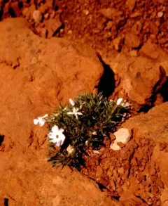 Beaver Rim Phlox thumbnail 2
