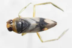 Notonecta unifasciata thumbnail 1