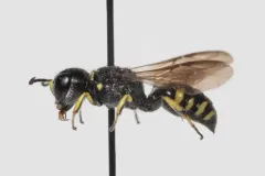 Ectemnius spiniferus thumbnail 1