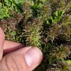 dwarf owl's-clover thumbnail 1