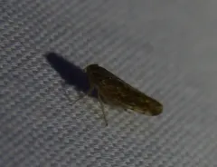 Osbornellus clarus thumbnail 2