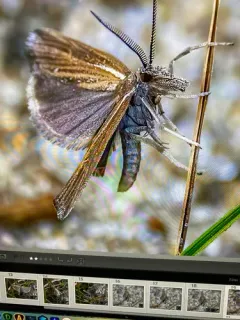 Thaumatopsis solutellus thumbnail 2