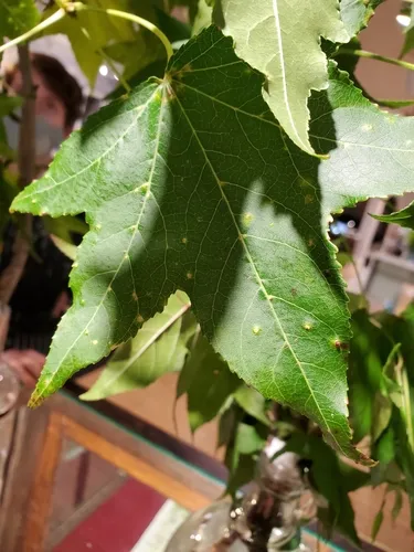 Sweetgum Scale
