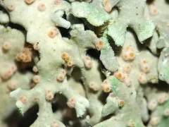 Ovicuculispora parmeliae thumbnail 3