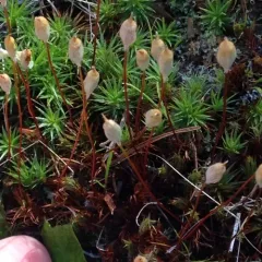 juniper haircap moss thumbnail 2