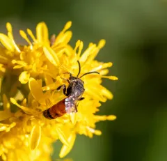 Davis's Cuckoo Sweat Bee thumbnail 2