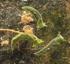Eastern Emerald Elysia thumbnail 3