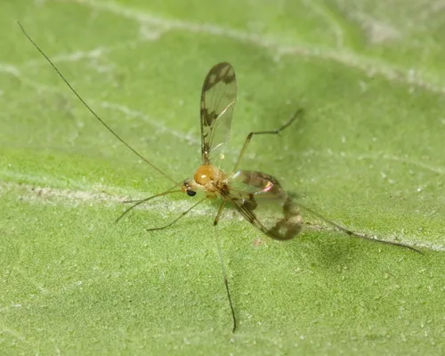 Macrocera formosa
