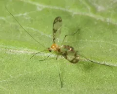 Macrocera formosa thumbnail 1