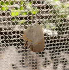 Red-banded Hairstreak thumbnail 3