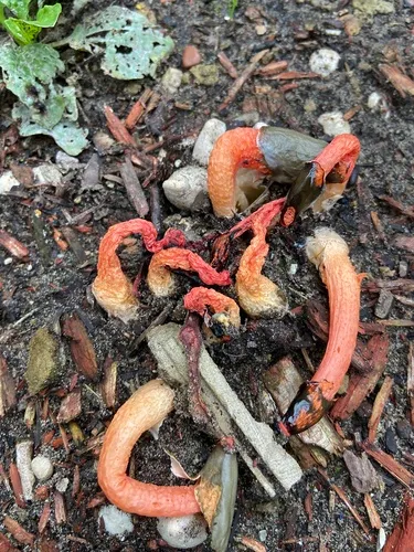 Devil's Stinkhorn