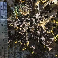 Powdery Kidney Lichen thumbnail 4