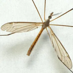 Tipula paterifera thumbnail 2