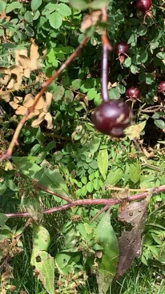 Burnet Rose thumbnail 2