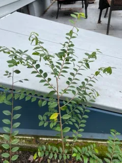 Chinese elm thumbnail 2