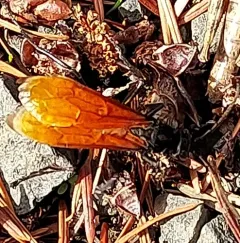 Calopompilus pyrrhomelas thumbnail 1