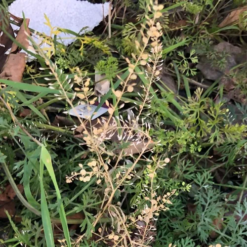Virginia pepperweed