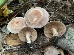 Hertzogia martiorum thumbnail 3