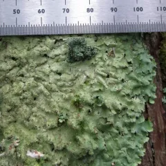 Abrothallus parmeliarum thumbnail 2