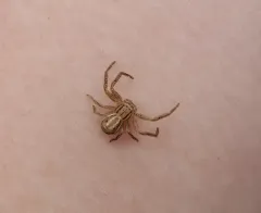 Xysticus luctans thumbnail 2