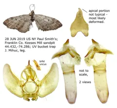 Eupithecia russeliata thumbnail 4