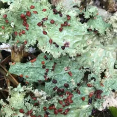Lettuce Lichen thumbnail 4