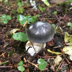 Western Grisette thumbnail 2
