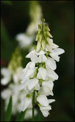 White Sweetclover thumbnail 3
