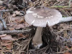 Morris' Amanita thumbnail 2