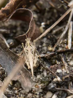 Ornate Grouse Locust thumbnail 3