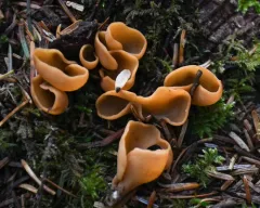 tan ear thumbnail 3