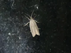 Eucosma ambodaidaleia thumbnail 3