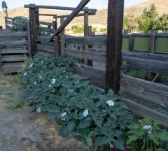 Sacred Datura thumbnail 3
